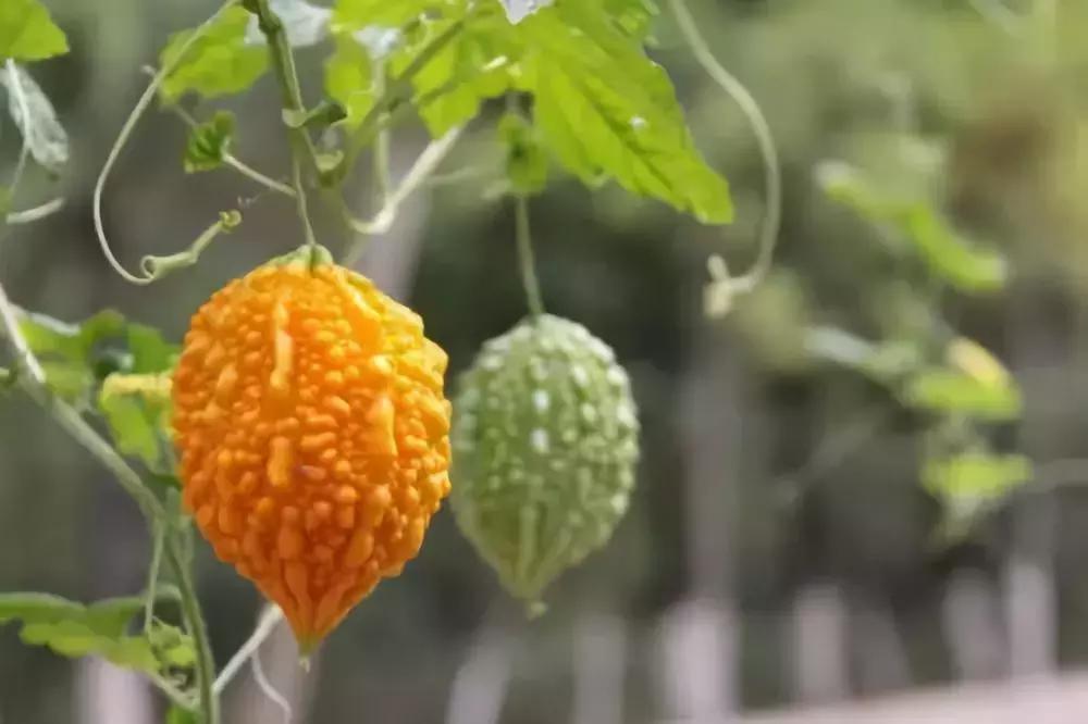 夏季新特蔬菜品种,新奇蔬菜品种视频