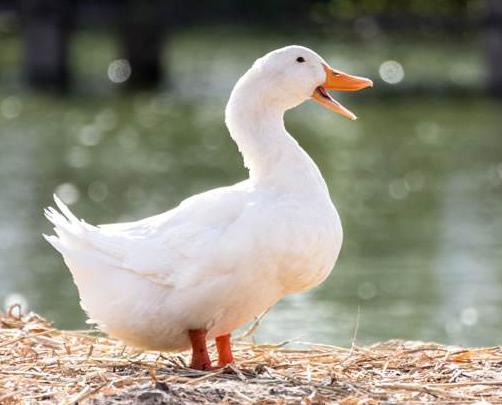 慢性鸭肝炎,每天零星伤亡鸭子,很烦人怎么办?