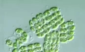 水产养殖业藻类的生命周期,水产养殖常见藻类植物