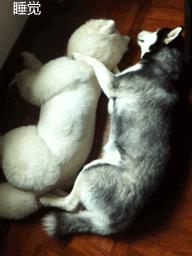 哈士奇和萨摩耶在一起的生活日常,哈士奇和萨摩耶融合起来的样子