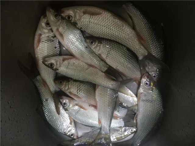 妄想山海鲮鱼成熟后怎么进阶,钓鲮鱼1.5主线0.8子线可以吗