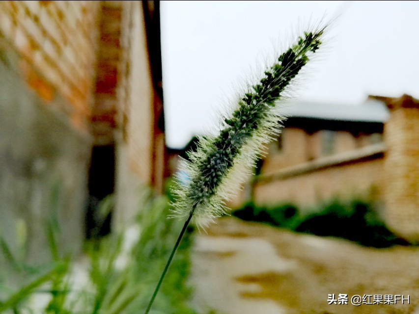 狗尾巴草也有它独特的美,曾经不起眼的狗尾巴草