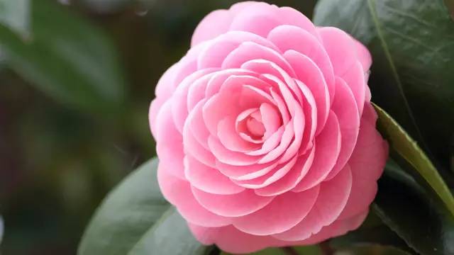 中国十大名花你认识几种呢,中国十大名花你喜欢哪种呢