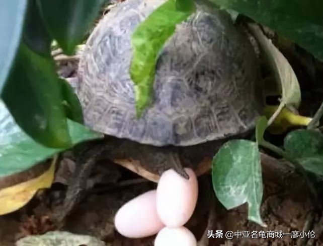 乌龟蛋孵化前需要注意什么,乌龟蛋孵化后期注意事项