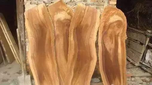 柴木是什么树种,柴木是什么