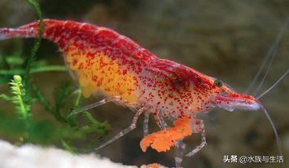 樱花虾极火虾这类观赏虾能长多大,观赏樱花虾极火虾