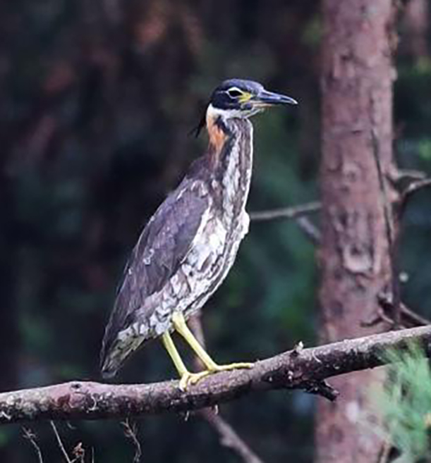 东江揽胜,惠州淡水常见鸟类图谱