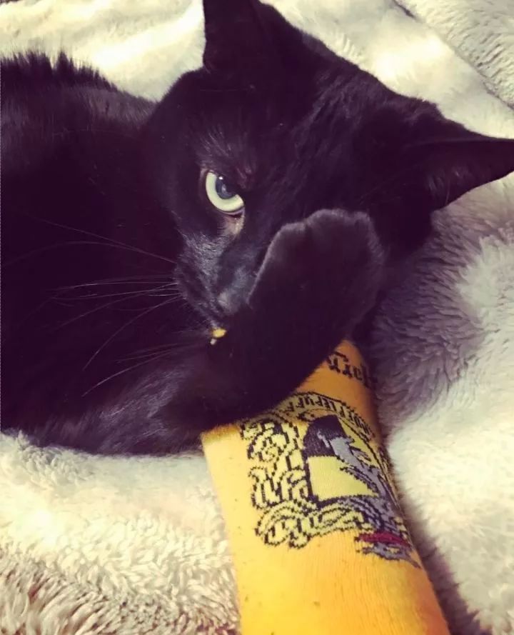 黑猫真的能看到人看不到的东西吗,黑猫真的有那么可怕吗