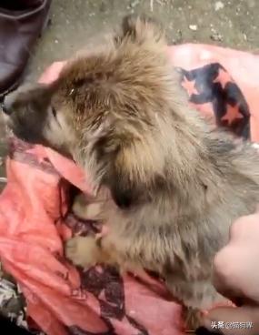 狗狗误食鸡骨头怎么救,狗狗误食了一块骨头