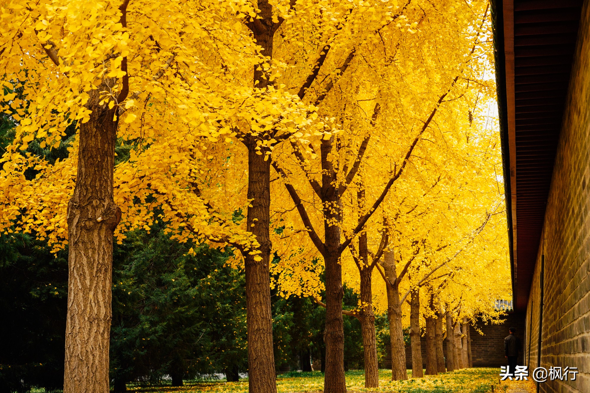 北京18个看银杏的好地方在哪,北京八大处看银杏攻略