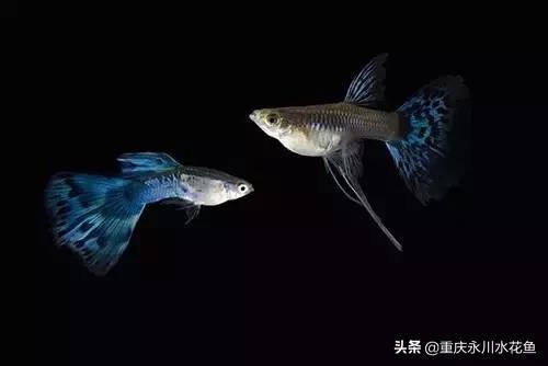 热带观赏鱼孔雀,热带观赏鱼巴西迷你孔雀鱼