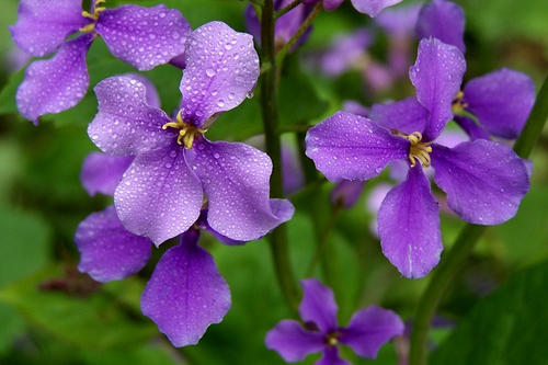 钃濈传鑹茬殑鑺辨湁鍑犵,10绉嶈秴缇庣殑娴呯传鑹茶姳