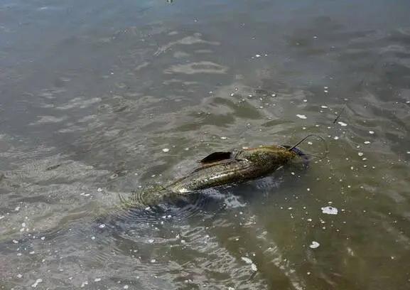 男孩挖蚯蚓钓鱼挖出迫击炮弹,小孩挖虫子到池塘钓鱼