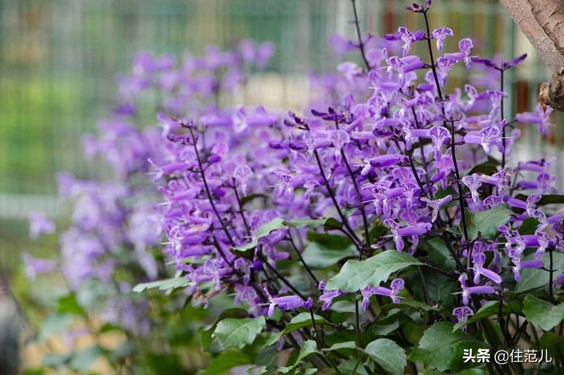 碧桂园阳台花园打造方法,50平打造网红阳台