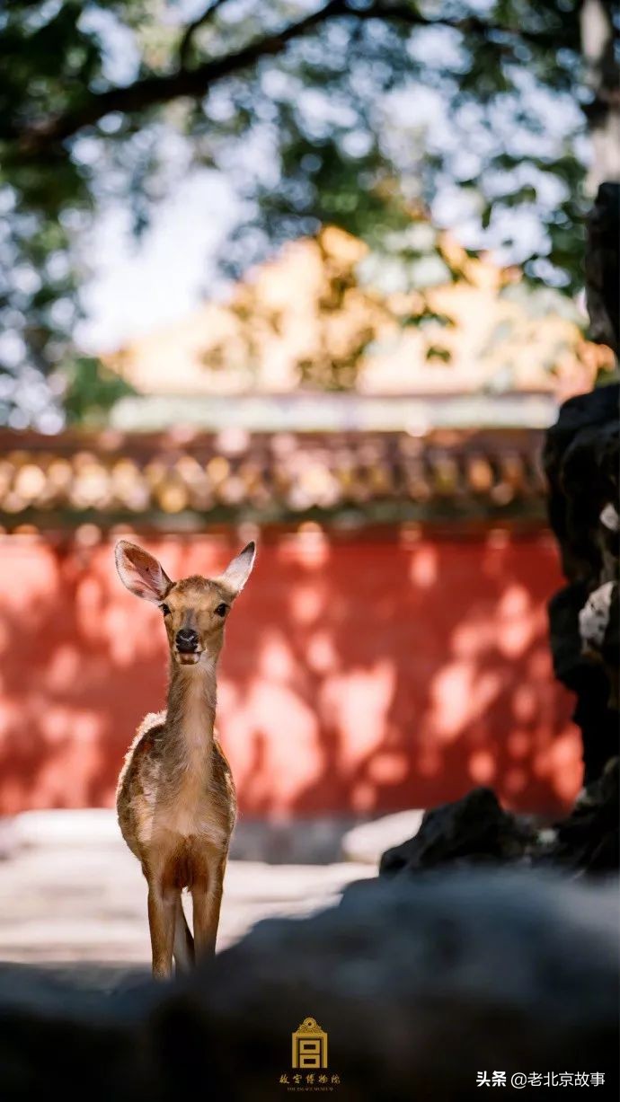 故宫成了动物园,故宫北京动物园
