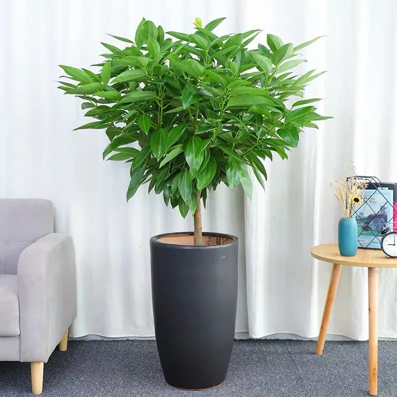 平安树冬季养护的正确方法,养平安树的小窍门