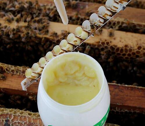 一斤蜂王浆能提取多少蜂王浆,蜂王浆含量最高的蜂王浆