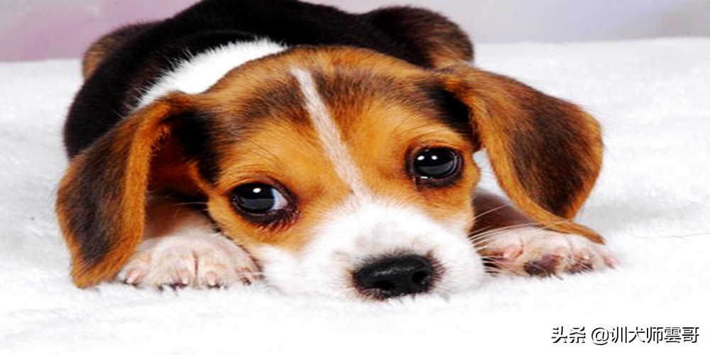 怎么挑选狗狗幼犬健康,怎样挑选土狗幼犬看家才厉害