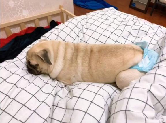 当汪星人来了“大姨妈”新手铲屎官该如何破解这难题