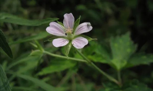 草木人间的丁香花,草木人间夏天