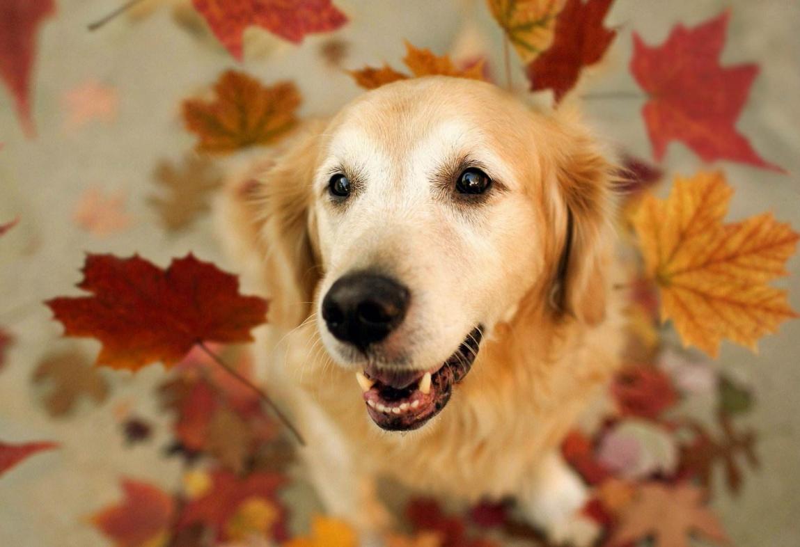 狗狗鼻子褪色的原因以及改善方法,狗狗鼻子上有硬块结痂是什么原因