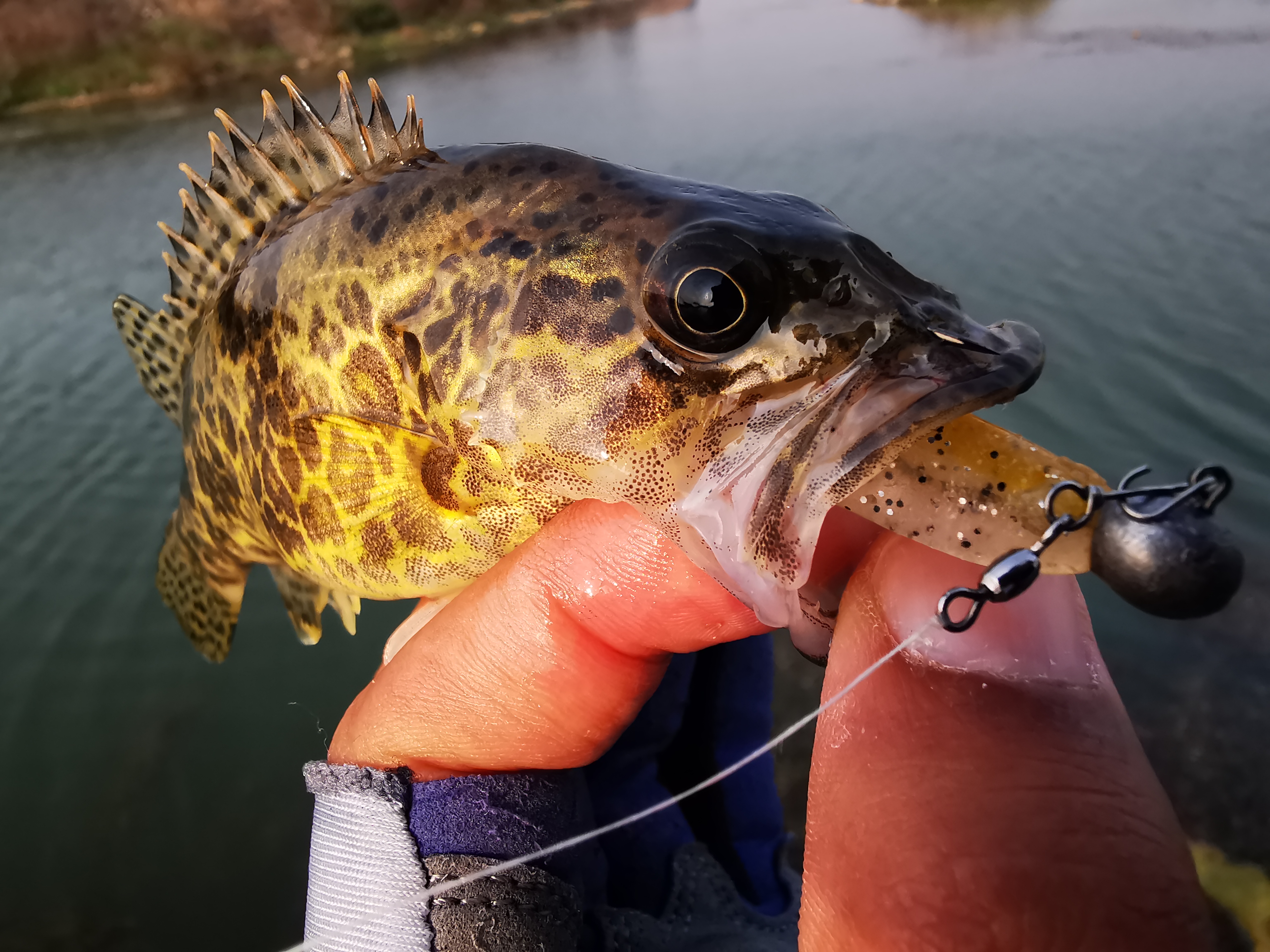 铅头钩和德州钓组哪种好,实战铅头钩最强绑法