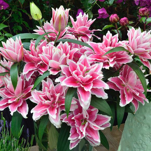 百合繁殖的小球怎么养大,百合可以边养球边开花吗