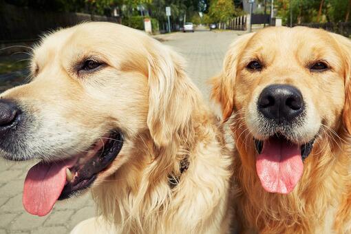 金毛夏天太热了怎么办,夏天金毛热吗