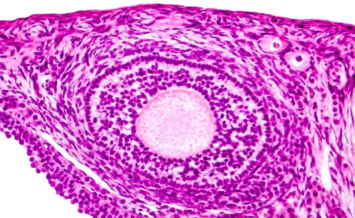 「科沿有道」病理检测样本注意事项有哪些呢?