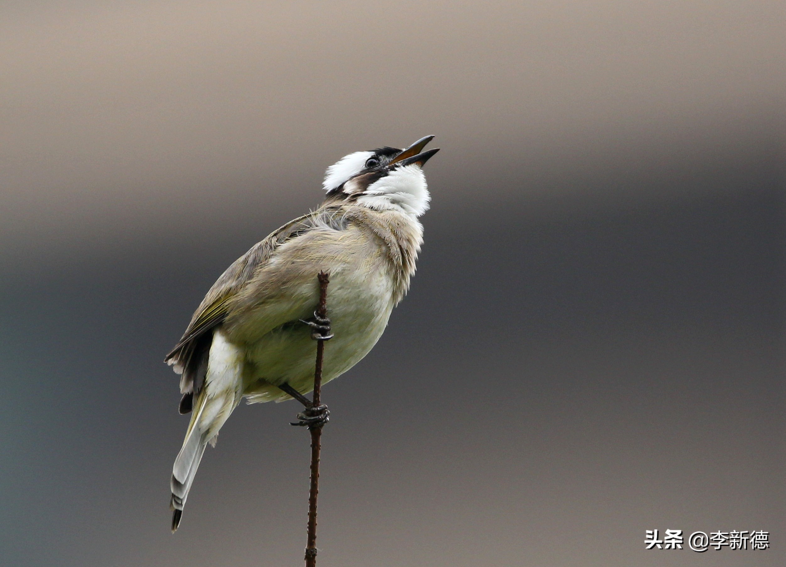 佳能相机5d3拍视频用哪个档位,佳能5d3适马2470