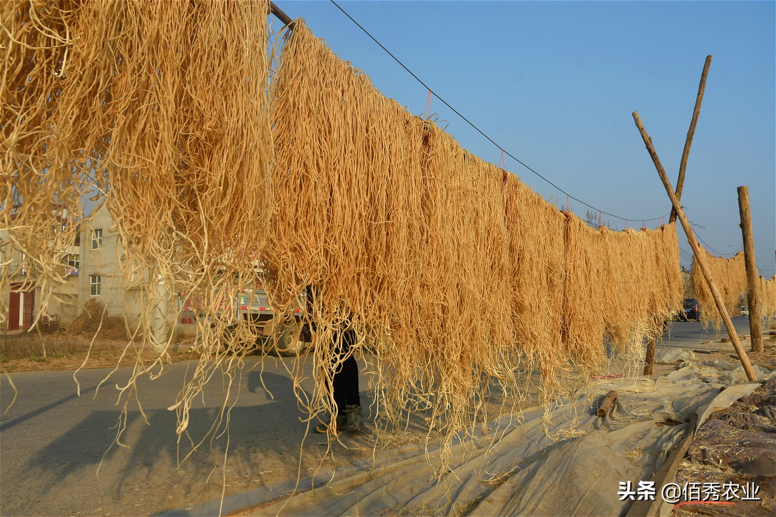 村民用红薯做万斤粉条寻销路,纯手工红薯粉条铺就乡村致富路