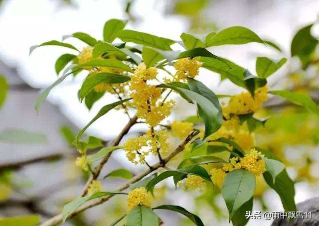 桂花怎么养殖开花香,桂花如何养视频教程