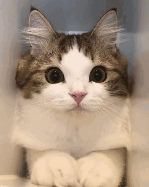 这是一篇有点痒的文章：我们一起来扒扒你家猫和跳蚤的故事