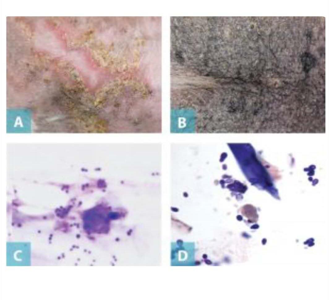 狗狗异位性皮肤病有中药治疗吗,犬异位性皮肤炎