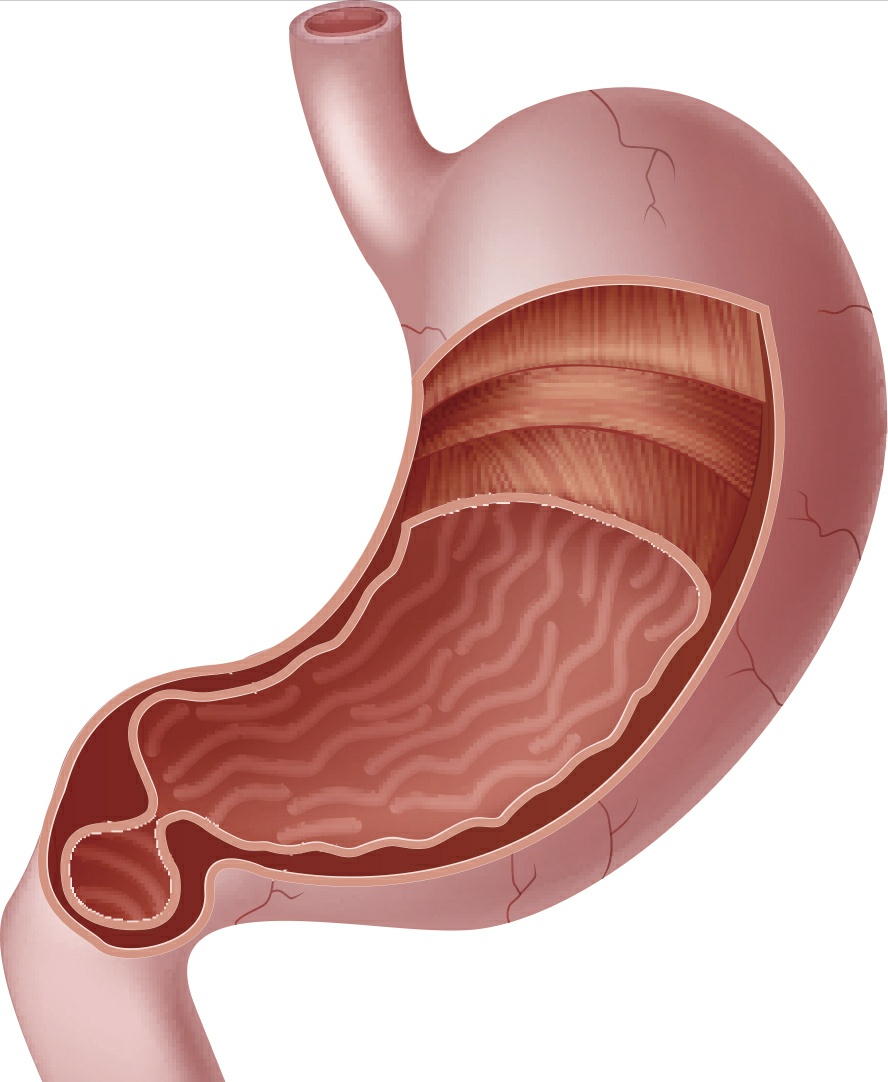 胃的结构图科普,胃结构图解大全