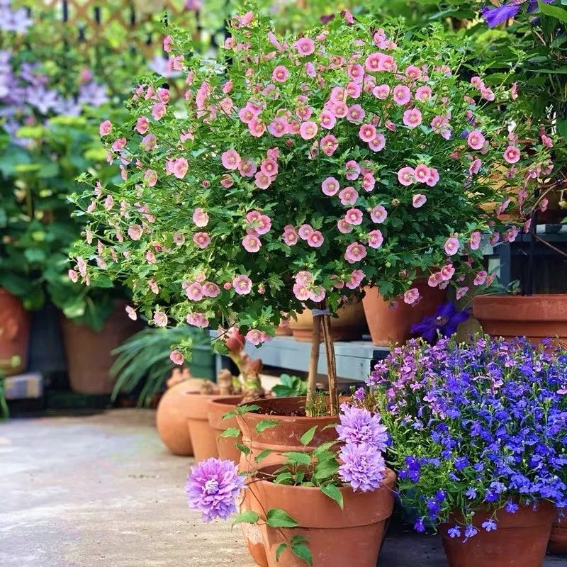 哪些花是开花机器,开花最香最好看繁殖能力还强的花