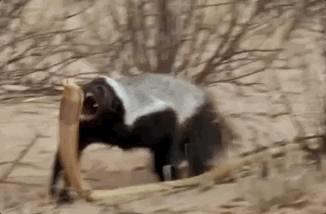 你们吃的野味蜜獾，居然是称霸非洲的平头哥