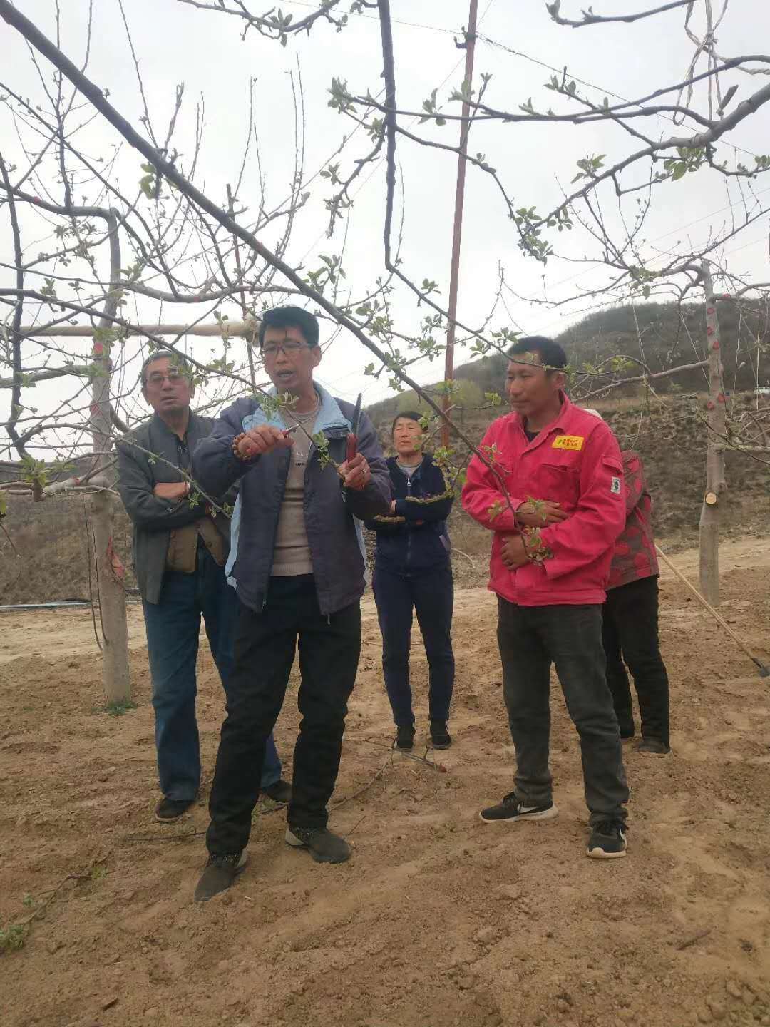 志丹县发布霜冻预警,陕西黄陵苹果防霜冻