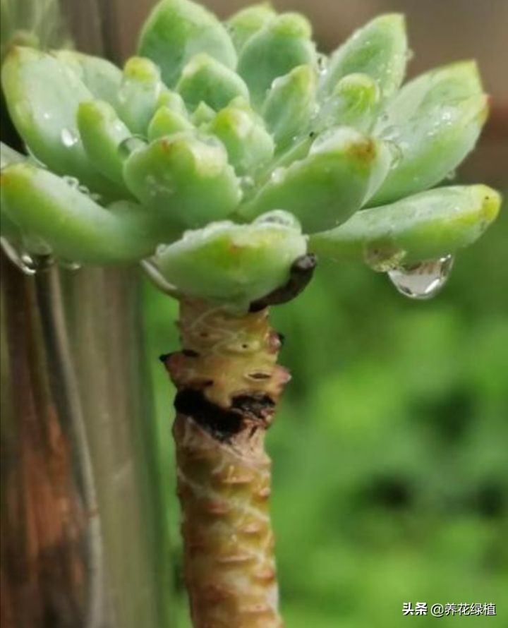 公共楼顶养多肉怎么防盗,多肉放楼顶会不会夏天晒死