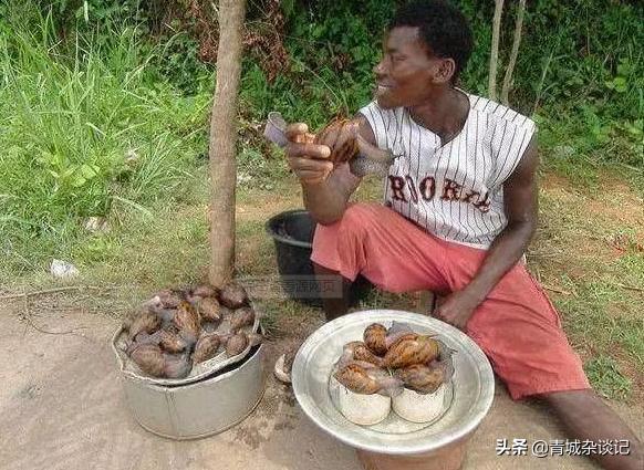非洲蜗牛足有2斤重，入侵我国多年，云南河口被迫更换蔬菜品类