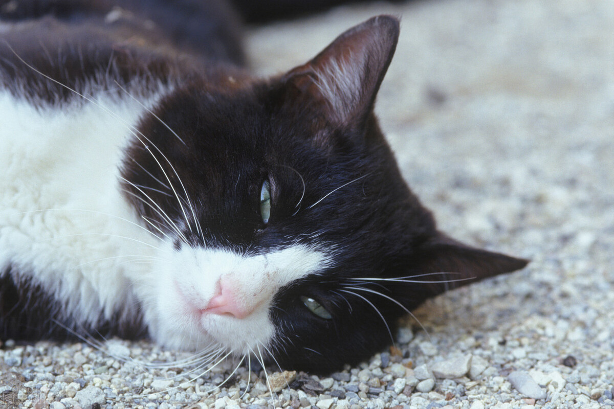 猫咪绝育术后结疤能否去掉头罩,猫咪绝育术后打消炎针多少钱