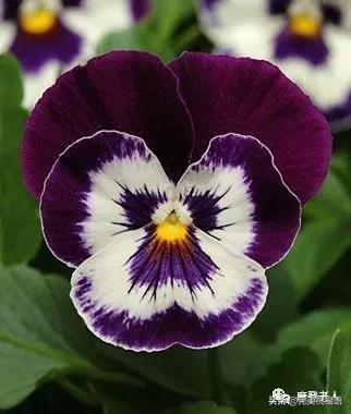 大年初三群相册，有群的都看看，太美了，这辈子见一次值了