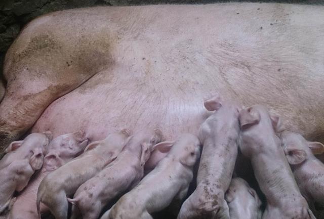 想养殖创业的好方法,猪场如何效益最大化