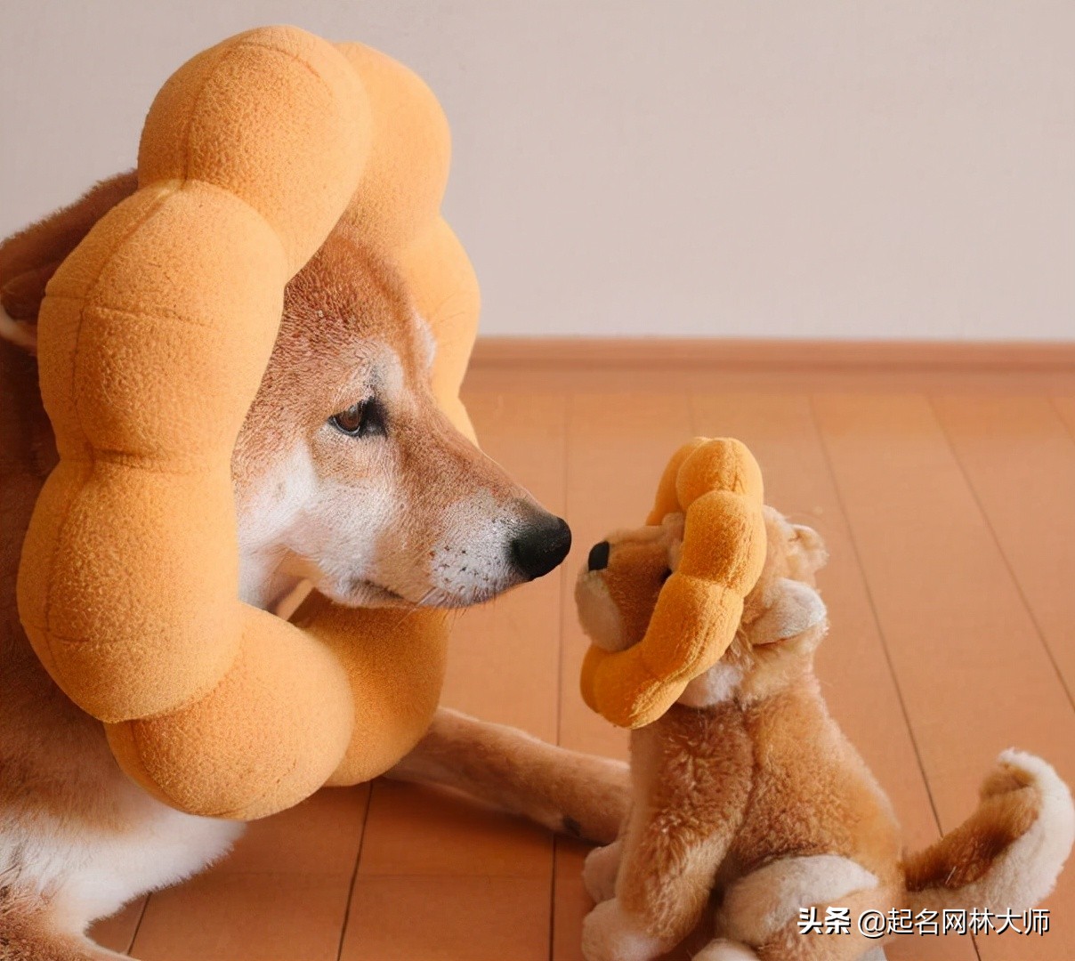 听话懂事温顺的狗狗品种,可鲁可鸭一只随叫随到的狗狗