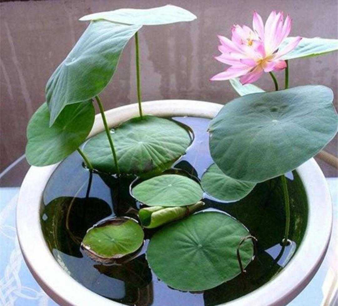 碗莲水培植物,碗莲植物