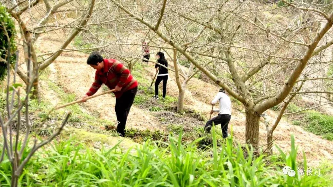 沈腾乡村振兴,长汀策武乡村振兴