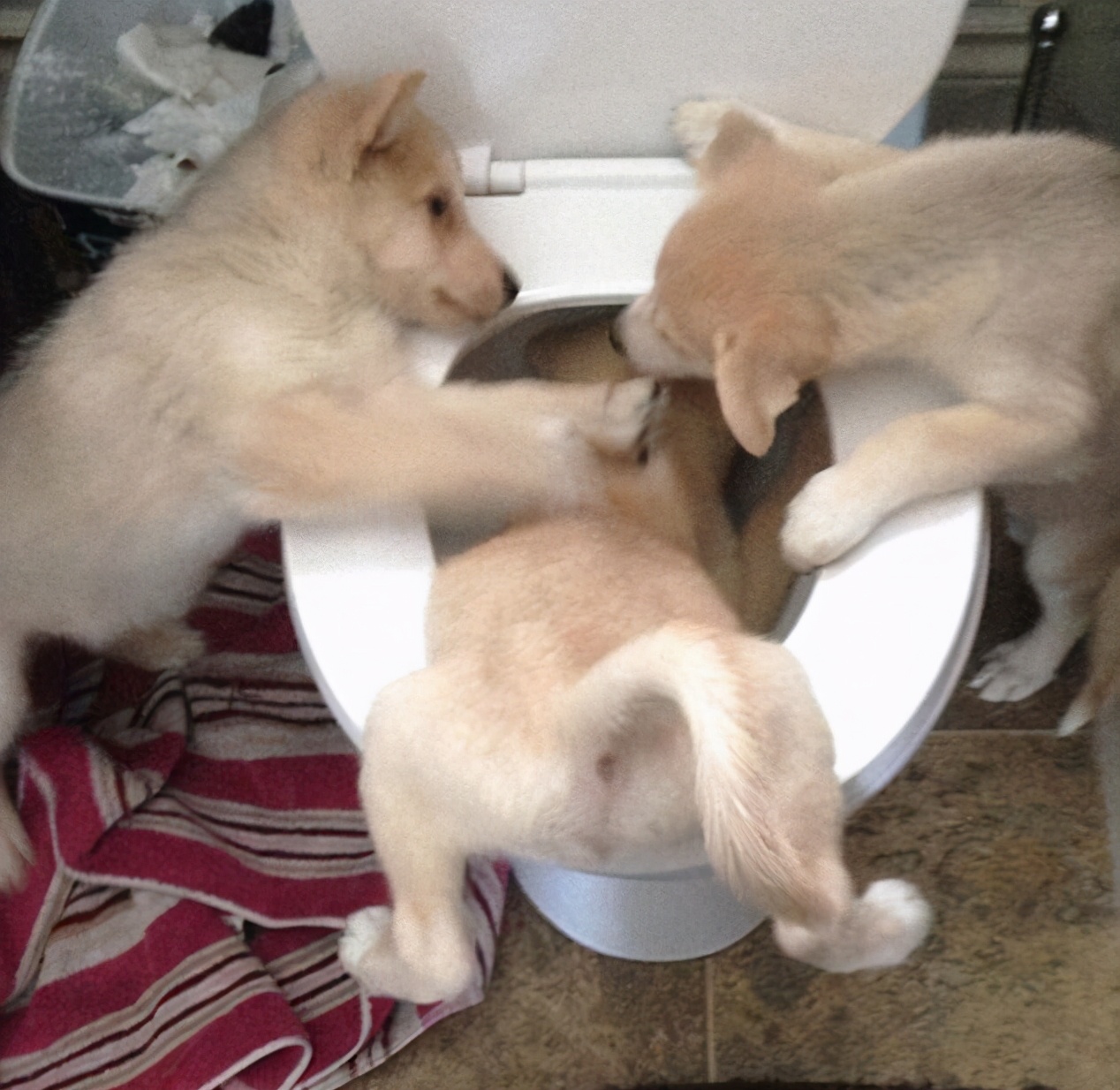 狗狗睡觉一阵一阵的发抖还叫,狗狗睡觉呼吸急促抽搐怎么回事