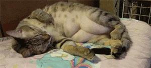 猫中最厉害的是橘猫吗,最胖的猫排名前十