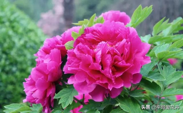 牡丹叶子萎蔫干枯怎么办,春季牡丹芽头萎蔫干枯怎么办