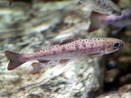 世界顶级淡水鱼大全,世界上顶级鱼类大全